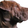 Facundo